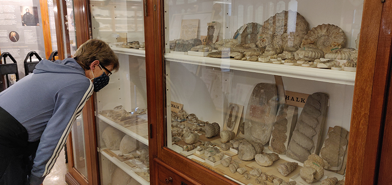 a person looking at museum display of fossils